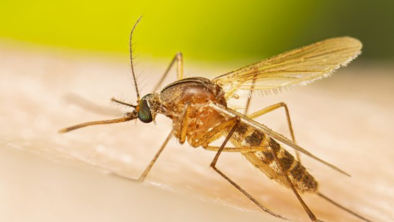 West Nile Virus in Cincinnati Mosquitoes Health
